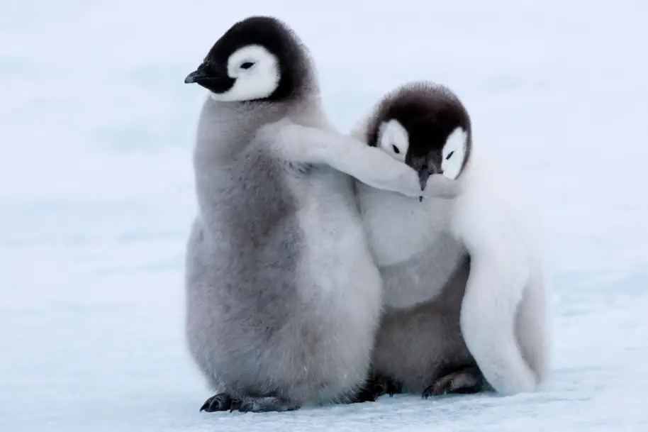 Cute Animals