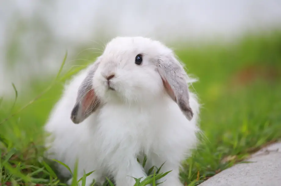 Cute Animals