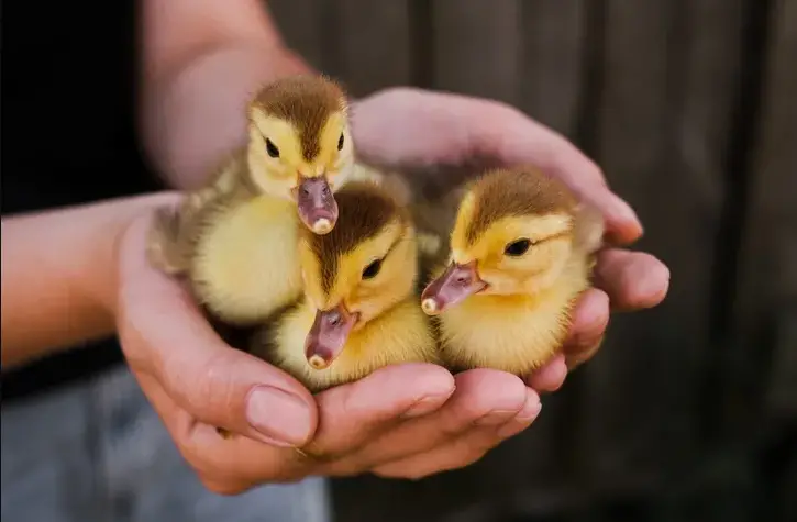 Cute Animals