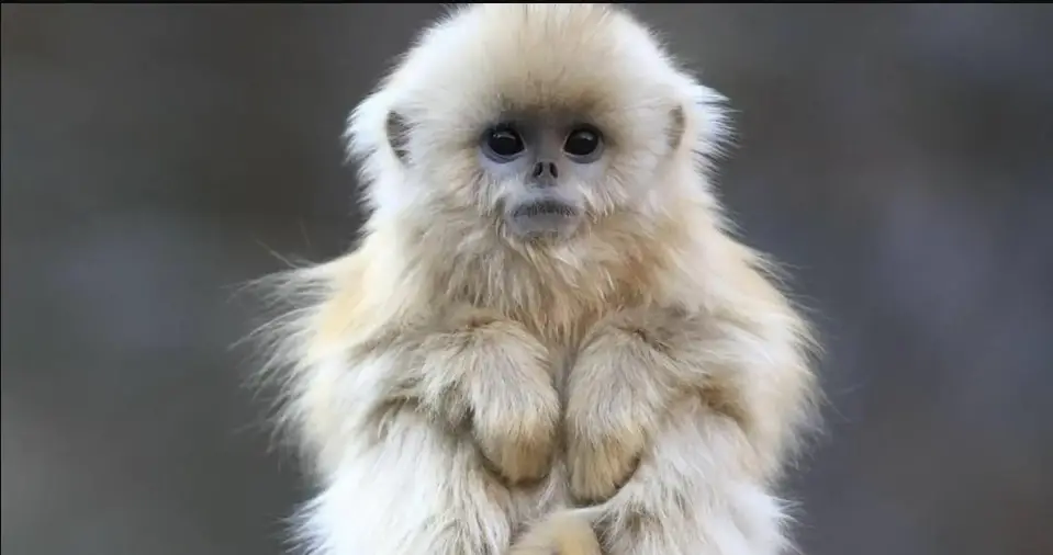 Cute Animals