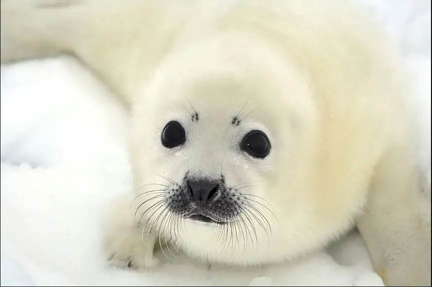 The 25 Cutest Animals in the World (With Photos)
