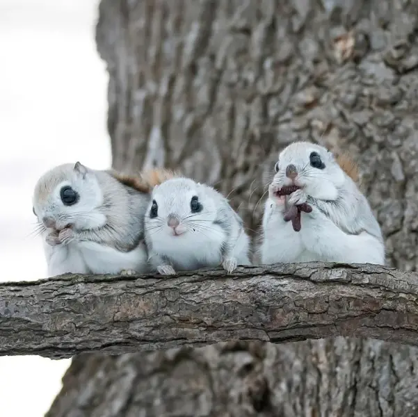 Cute Animals