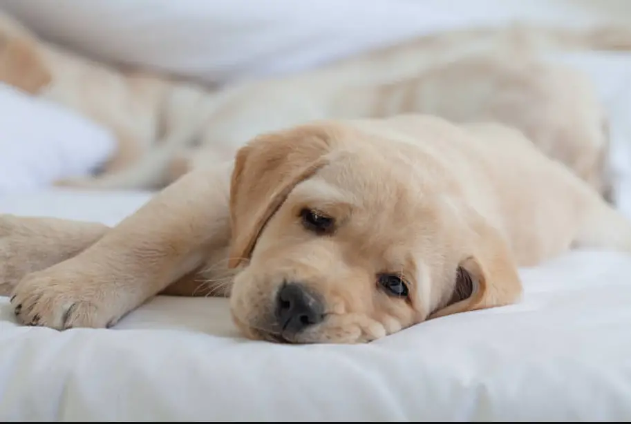 Cute Animals