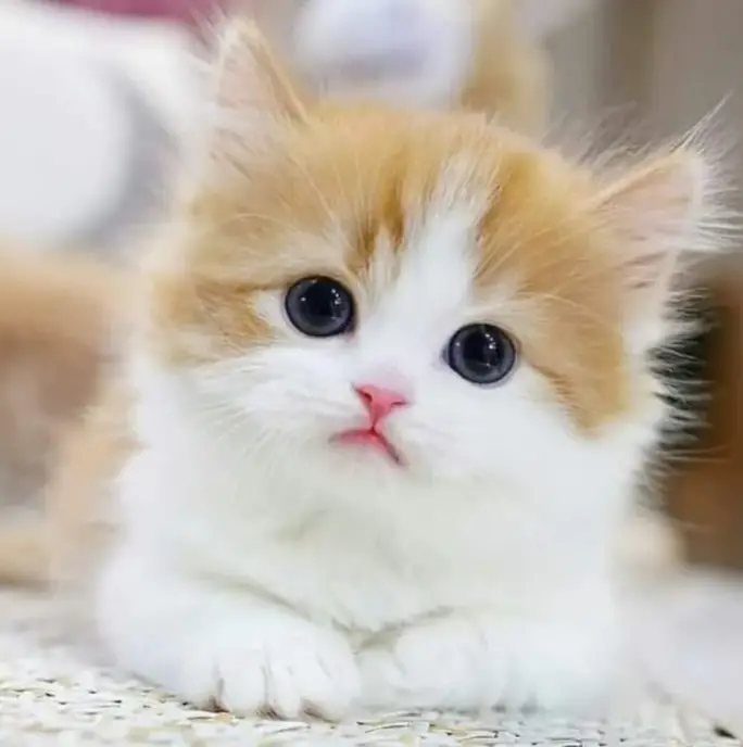 Cute Animals