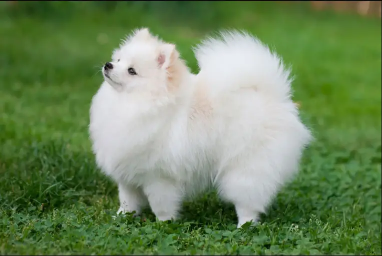 Cute Animals