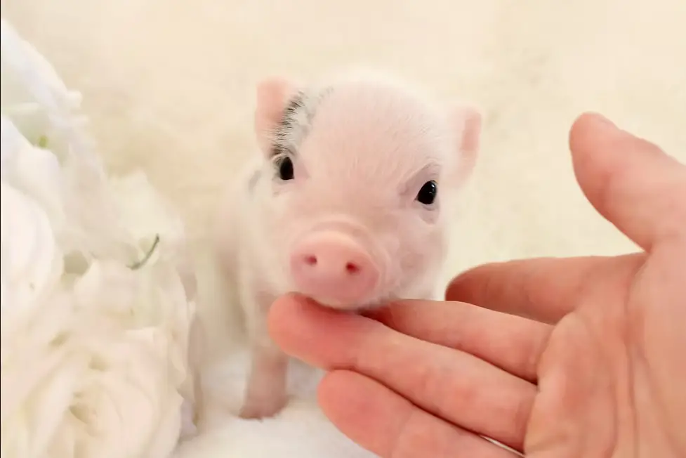 Cute Animals
