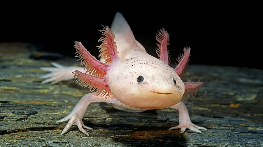 Cutest Animals