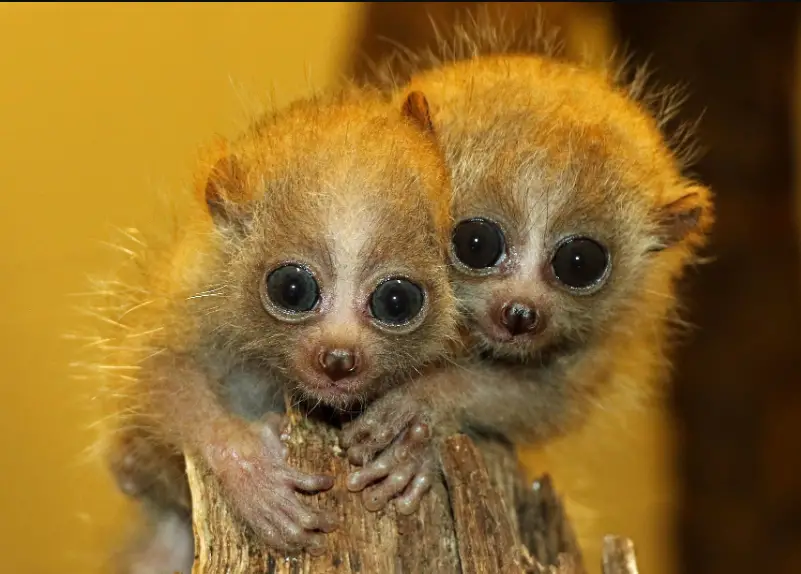 Cute Animals