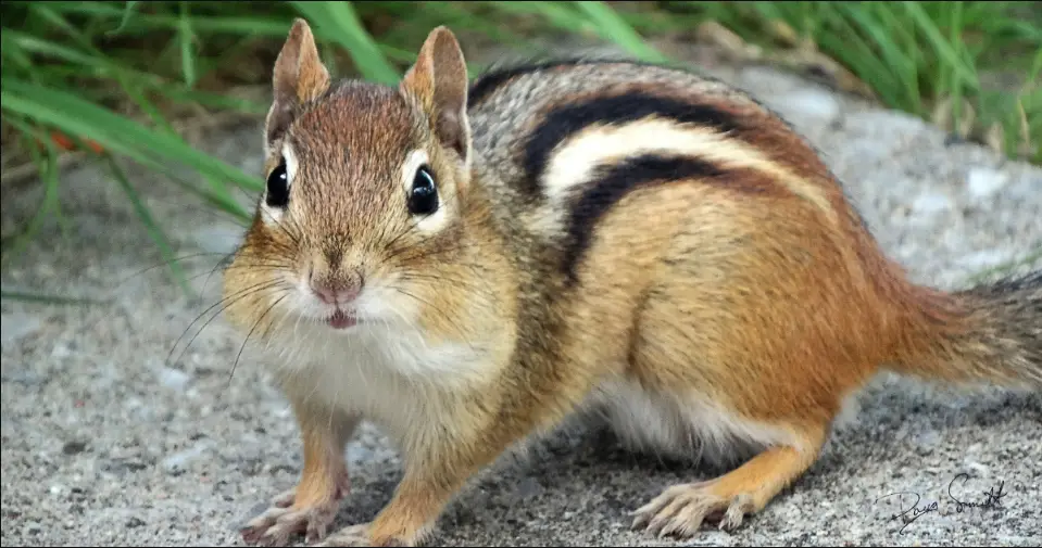 The 25 Cutest Animals in the World (With Photos)