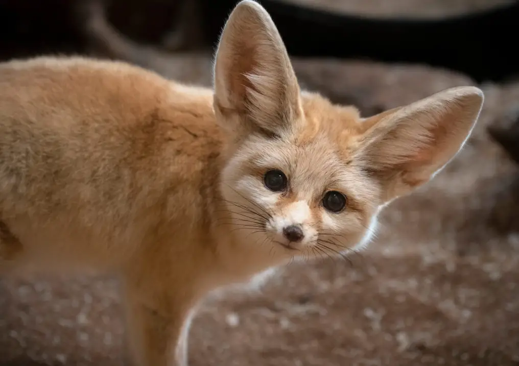 The 25 Cutest Animals in the World (With Photos)