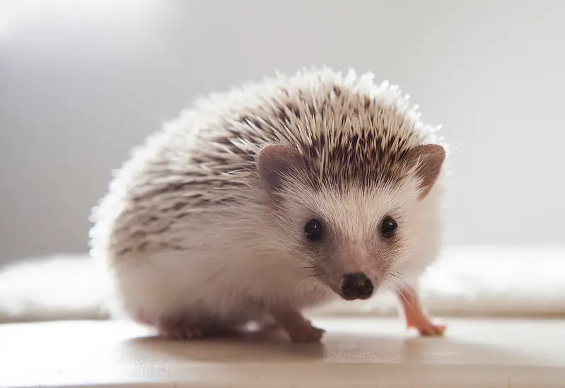 The 25 Cutest Animals in the World (With Photos)