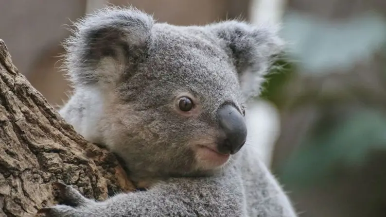 The 25 Cutest Animals in the World (With Photos)