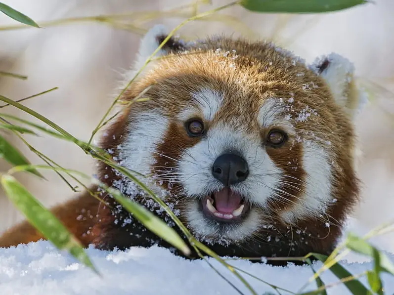 The 25 Cutest Animals in the World (With Photos)