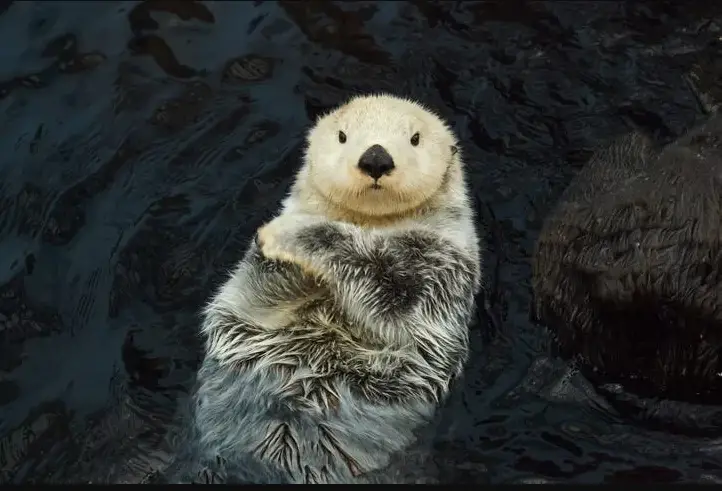 The 25 Cutest Animals in the World (With Photos)